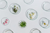 The biosciences behind the Pro-Age Intégral skin care formula