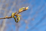L’extrait de bourgeons de peuplier, une nouvelle source riche en polyphénols